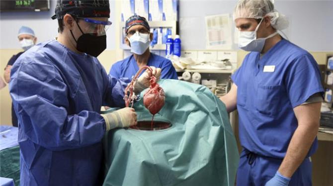 جراحون أميركيون ينجحون في زراعة قلب خنزير في إنسان