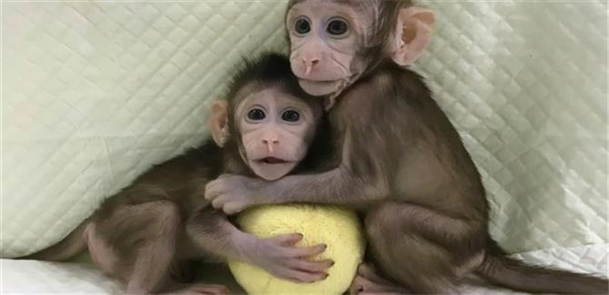 دراسة جدلية حول القردة تعيد النقاش في شأن التجارب على الحيوانات
