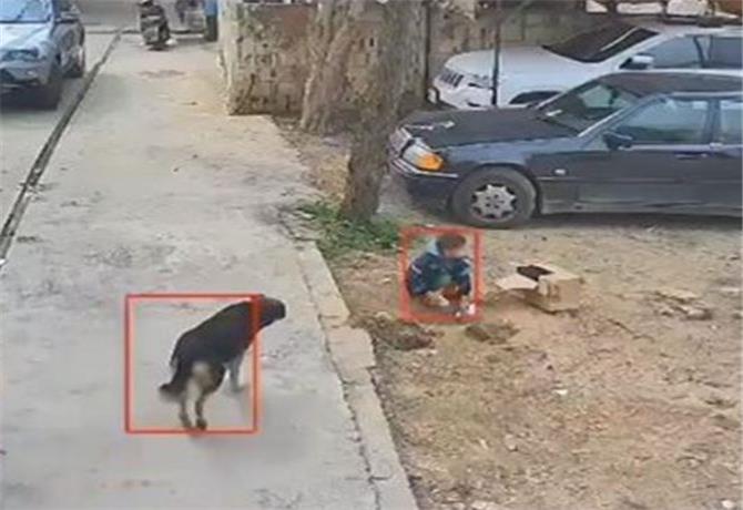 وفاة طفل بعدما هاجمه كلب في صور
